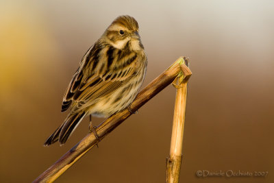 Reed Bunting (Emberiza schoeniclus)