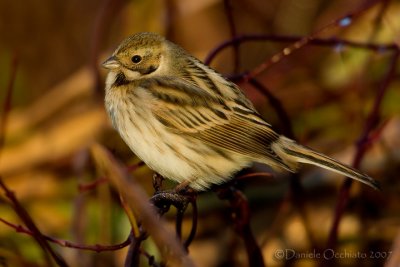 Reed Bunting (Emberiza schoeniclus)