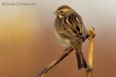 Reed Bunting (Emberiza schoeniclus)