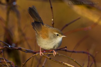 Cetti's Warbler (Cettia cetti)