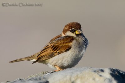 Italian Sparrow (Passer italiae)