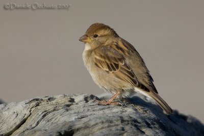 Italian Sparrow (Passer italiae)