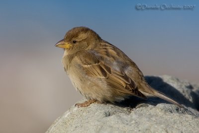 Italian Sparrow (Passer italiae)