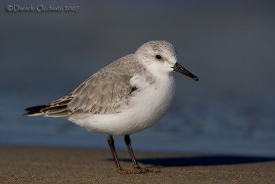 Sanderling (Calidris alba)