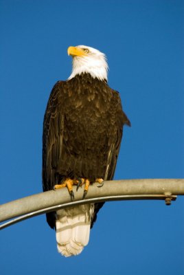 Bald Eagle