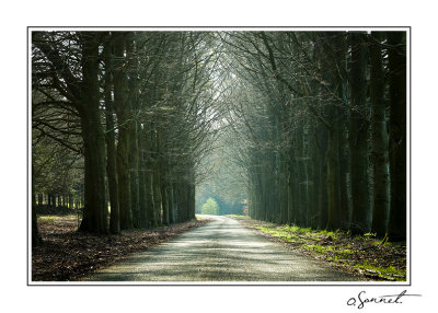 Route dans les bois.jpg