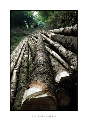 Débardage en forêt
