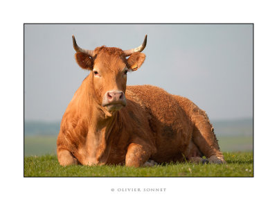 vache couche.jpg