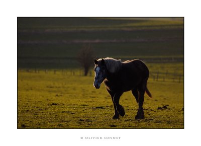 cheval contre jour.jpg