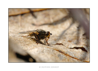 Mouche2.jpg