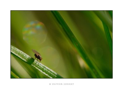 mouche herbe.jpg