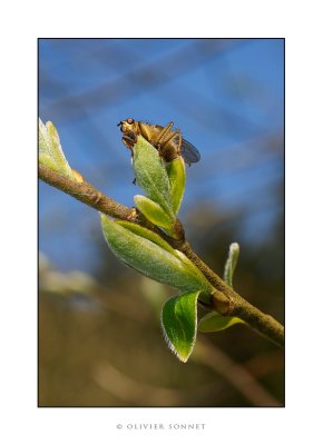 mouche ciel.jpg