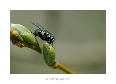 mouche bourgeon.jpg