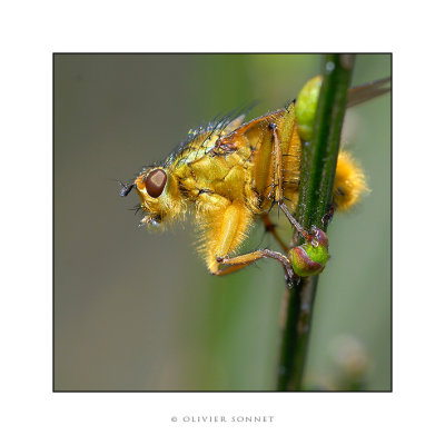 mouche jaune tige.jpg