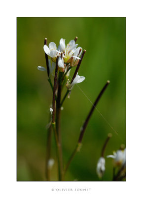 fleur blanche tige2.jpg