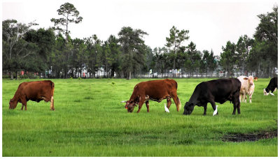 That's Greenlips, the white one standing at the upper right. It's not hard to tell where he's been. He overgrazes, and that big mud spot in the bottom right corner looks like his handiwork. But, he'll deny it everytime.