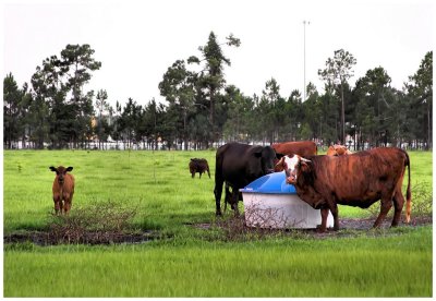 A lot of us are tired of the food here. Says Browngut: The grass tastes like crap, but that's understandable since there's usually a cowpie within five feet of wherever we're eatin'...Hey, want a piece of ABC Bramble? Ha... ABC - Already Been Chewed.