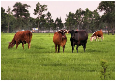 Actually, nursery rhymes are common out here in the pasture:
Dullhorn Joe: Hogs in the garden, catch 'em, Towser.
Margie: Cows in the cornfield, run, boys, run.