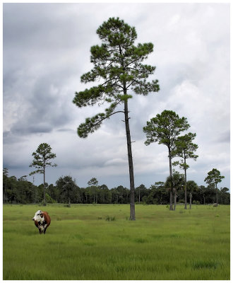 Frank, Fred Smith's brother-in-law, is a known bs-er. See these pines? Planted 'em 15 years ago. See that fence over there? Built it after they widened the road. Ha ha ha....