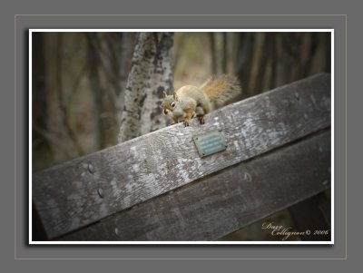 Park-Bench-Squirrel