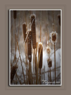 Frosty Rushes
