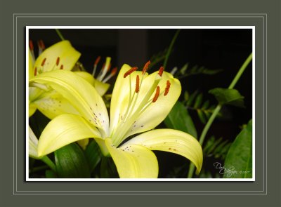 Lily