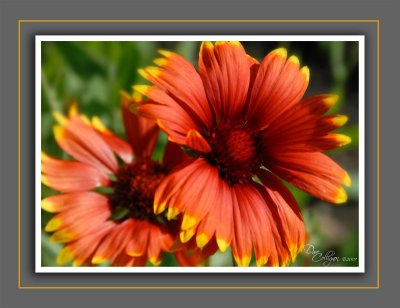 Echinacea