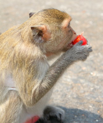 Bang Saen, Wild monkeys @ Monkey Mountain
