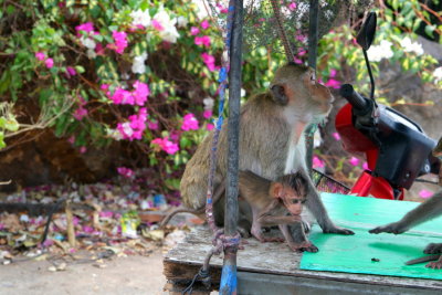 Bang Saen, Wild monkeys @ Monkey Mountain