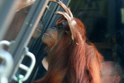 Orangutan.......admiring his image!