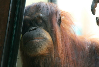 Orangutan......Chilling out!
