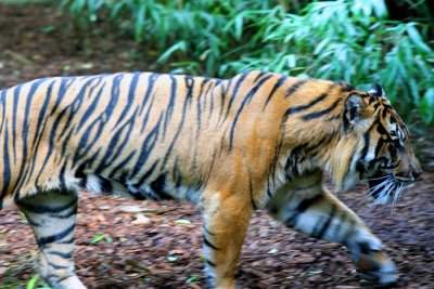  The elusive Sumitran Tiger......