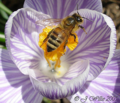 Crocus and Honey Bee
