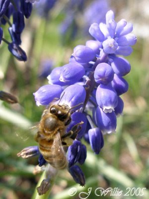 Muscari (Grape Hyacinth) and Honey Bee