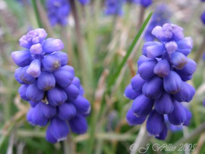 Muscari (Grape Hyacinth)