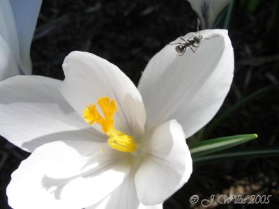 Crocus and Ant
