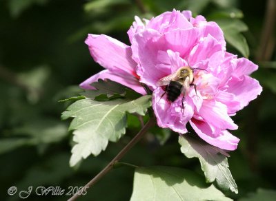 Rose of Sharon and Bee