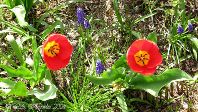 Tulips and Muscari