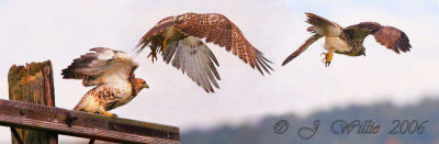 red_tail_hawks