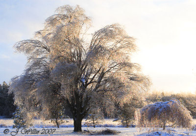 Ice Storm 2007