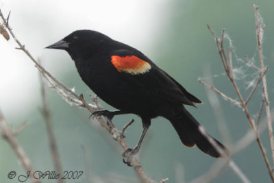 Redwing Blackbird Male