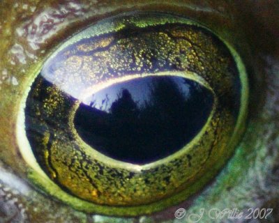 Bullfrog Eye - 100% crop
