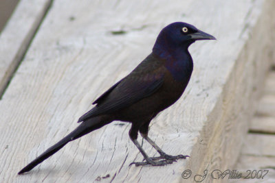 Grackle