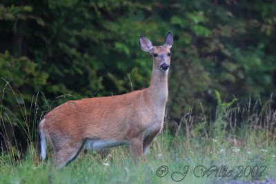 whitetail_deer