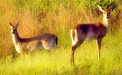 White Tailed Deer.jpg
