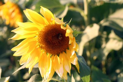 Sunflower01.JPG