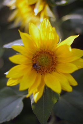 Sunflower02.JPG