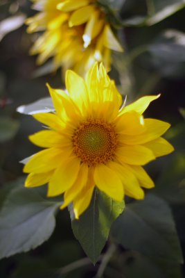 Sunflower03.JPG