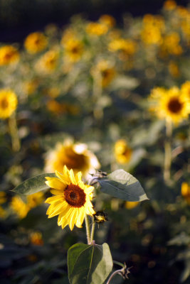 Sunflower.JPG