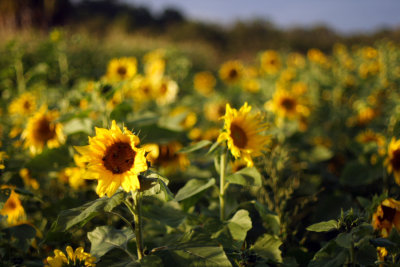 Sunflower05.JPG